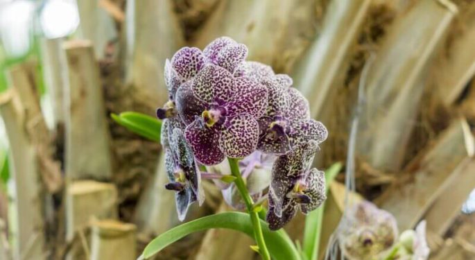 Орхидея Клеопатра