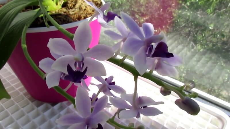 Орхидея Сапфир