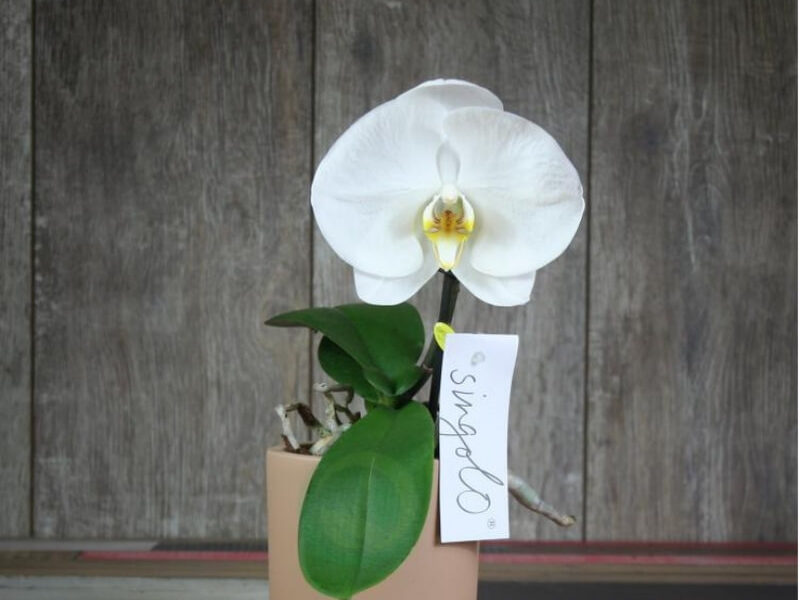 Орхидея Синголо
