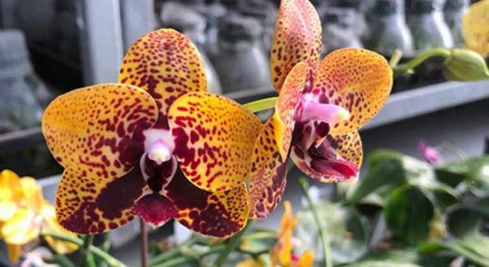 Орхидея Анаконда