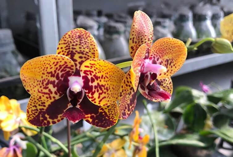 Орхидея Анаконда