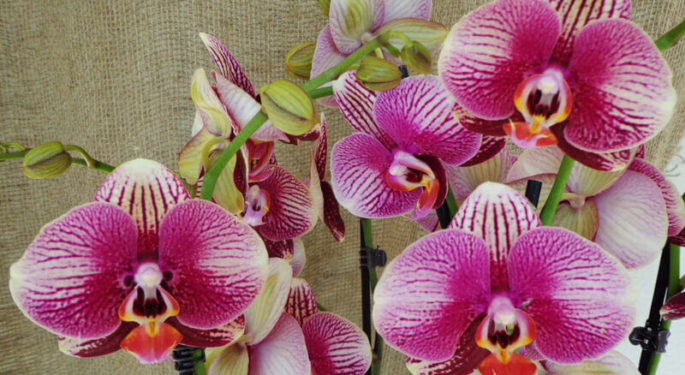 Орхидея "Фантом"