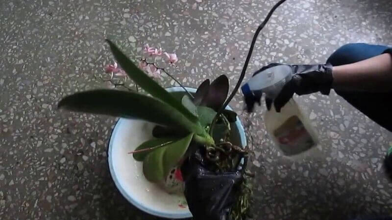 Белые жучки на орхидее