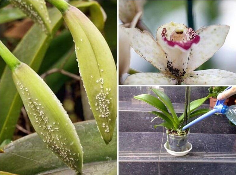 Тля на орхидее