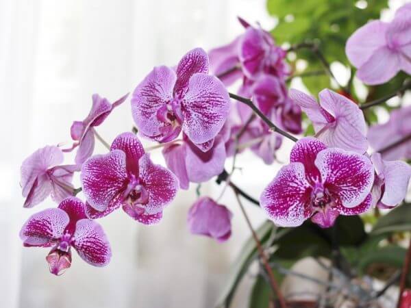 Фузариоз на орхидеях