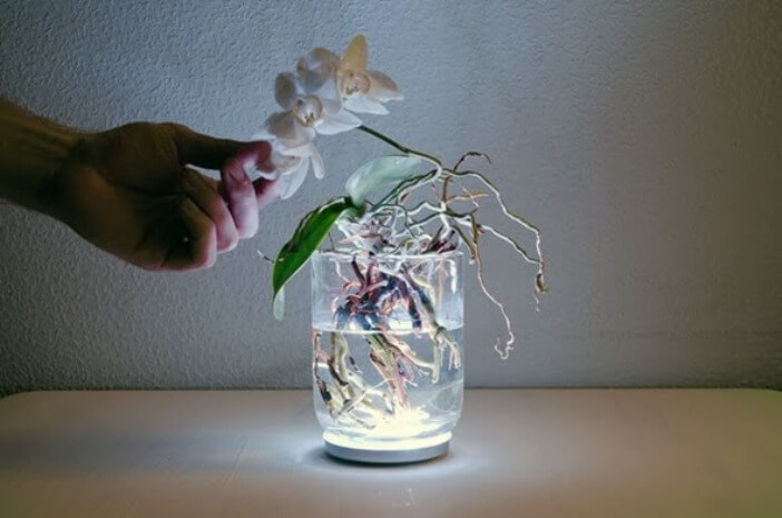 Фузариоз на орхидеях