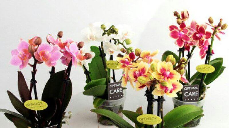 Мини орхидеи