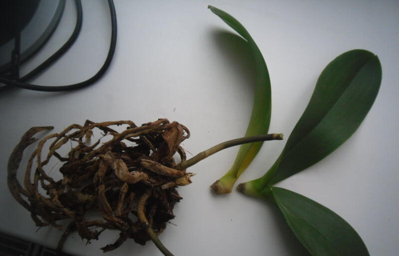 Причины гниения корней у орхидеи