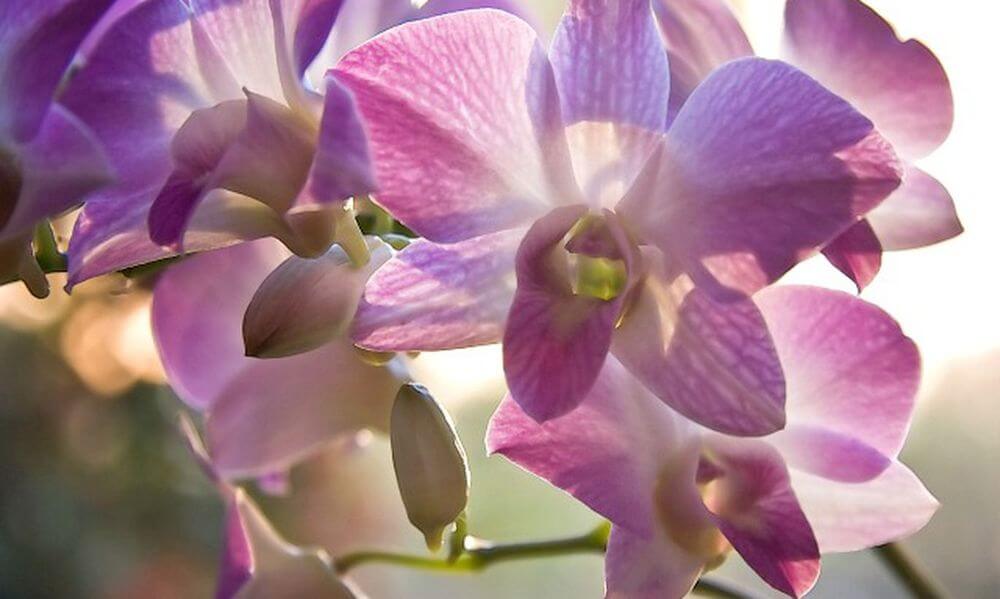 Орхидея в доме, приметы и суеверия