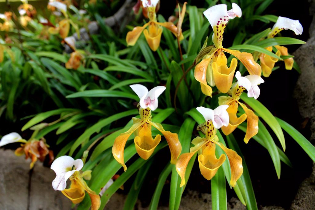 Самые редкие орхидеи в мире