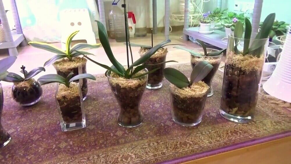 Выращивание орхидей в закрытой системе