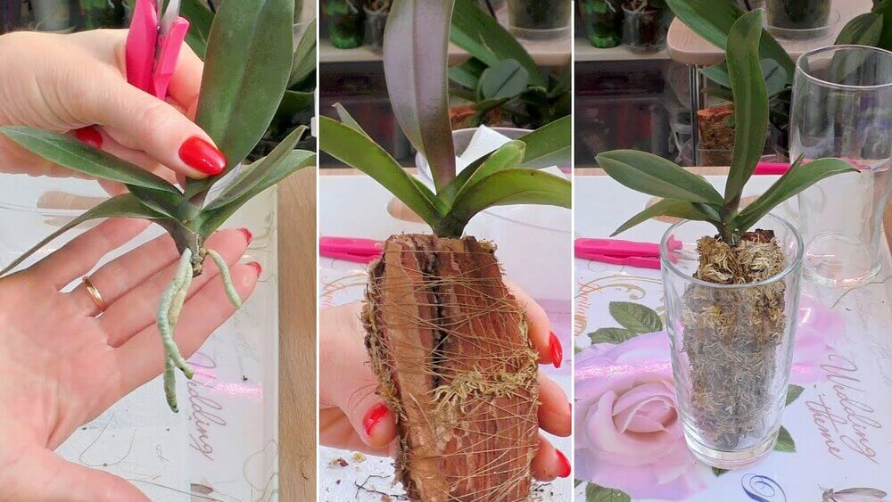 Выращивание орхидей в закрытой системе