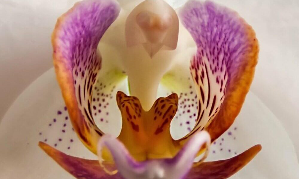 Что символизирует орхидея