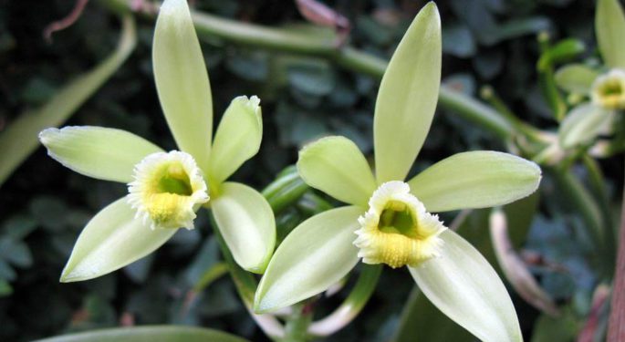 Орхидея Ваниль