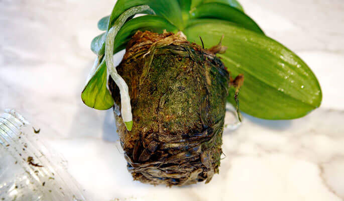 Помощь орхидее при почернении корней