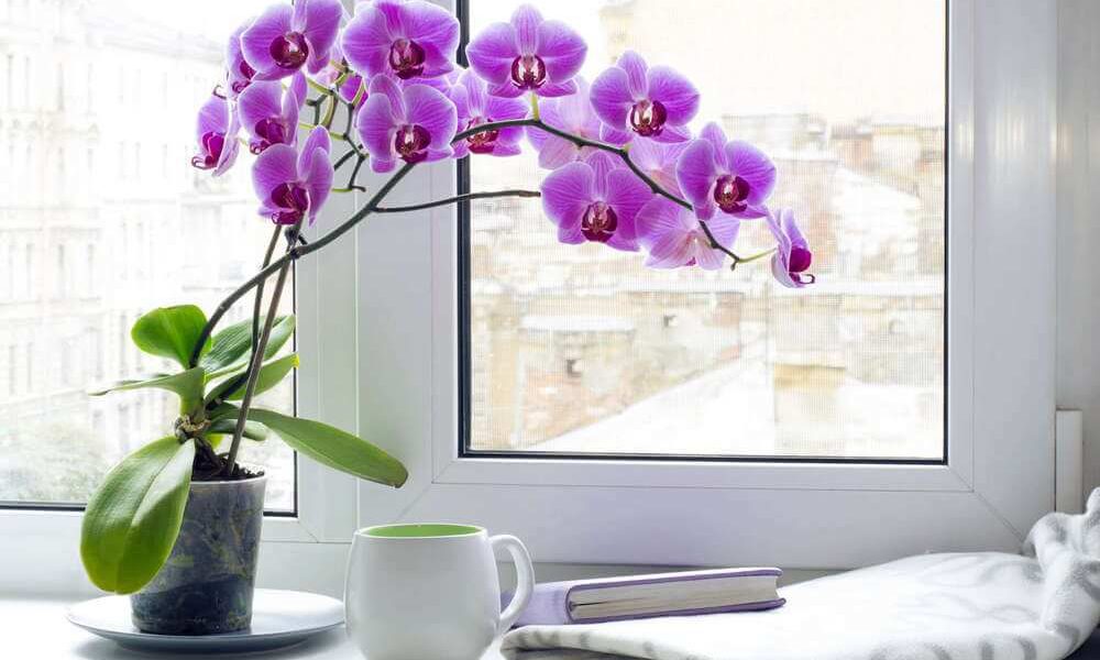 Сколько живет и цветет орхидея
