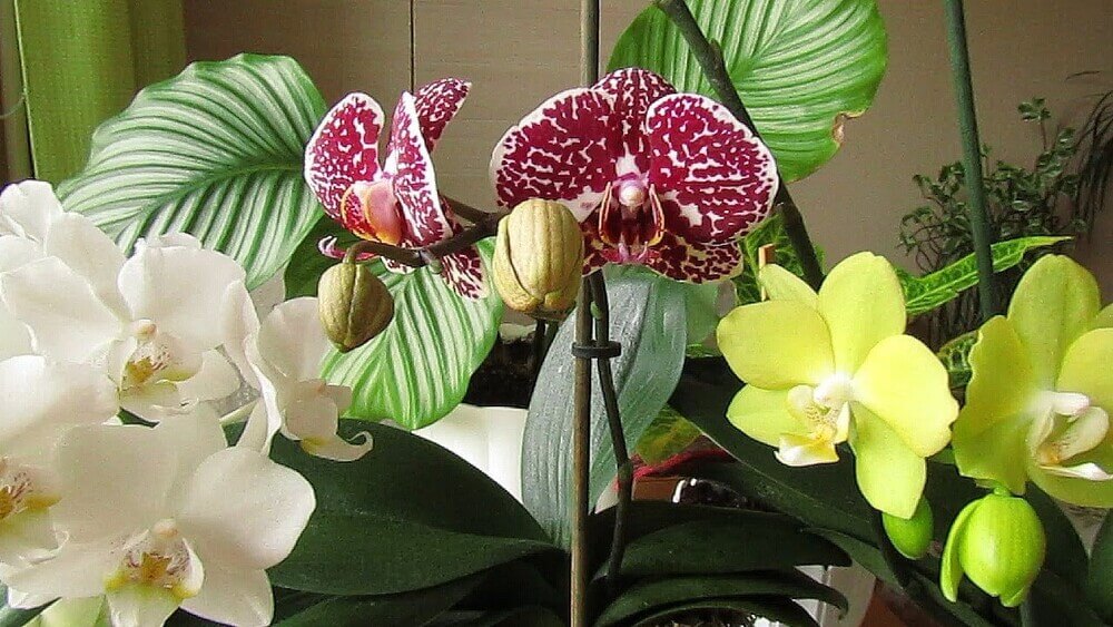 Сколько живет и цветет орхидея