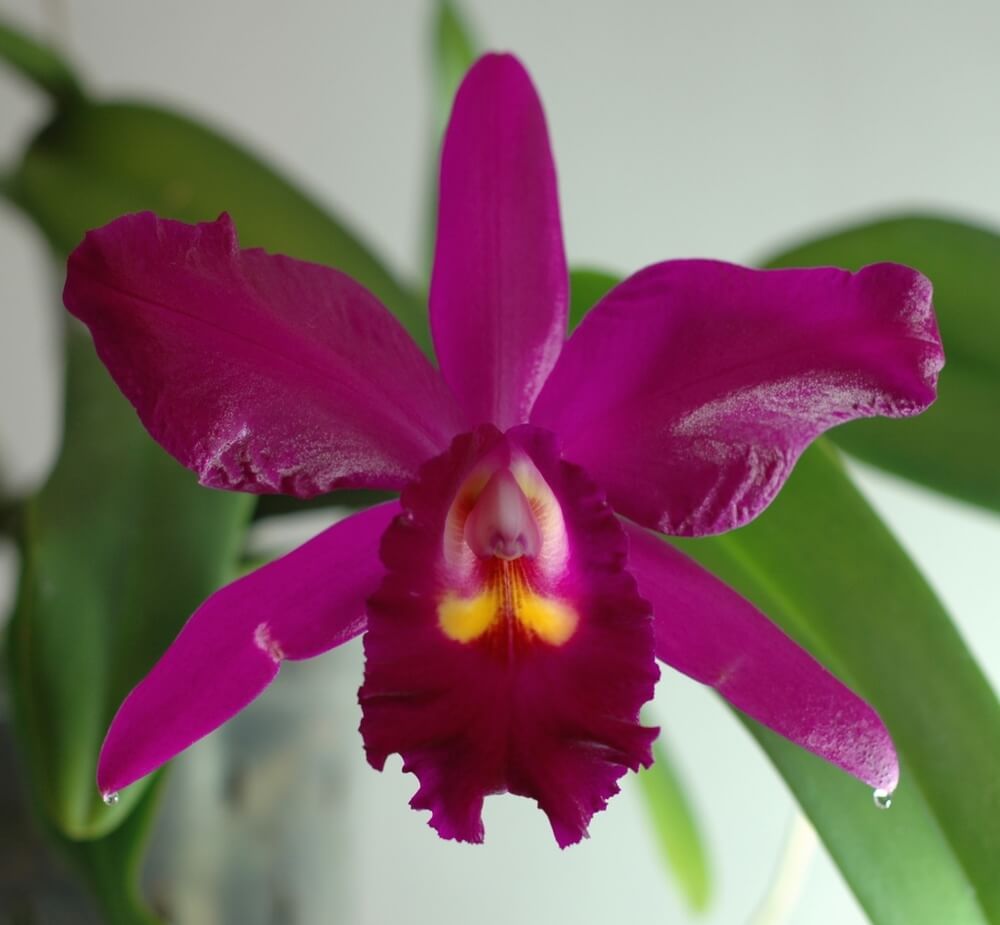 Орхидея Каттлея: уход в домашних условиях