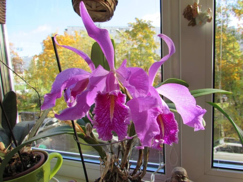 Орхидея Каттлея: уход в домашних условиях