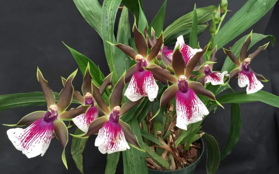 Орхидея Зигопеталум