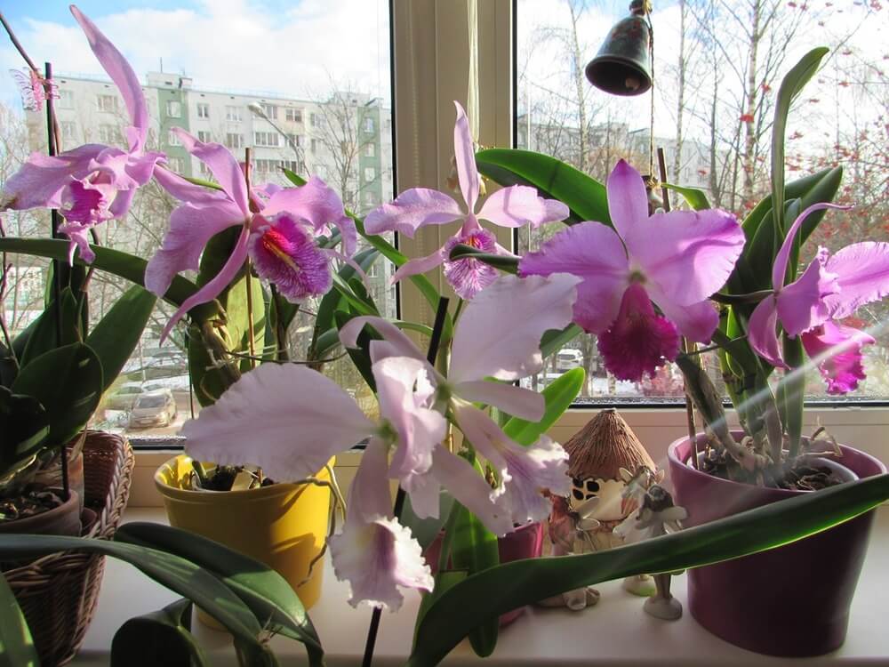 Освещение для орхидей