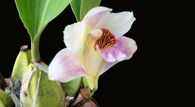 Орхидея Бифренария