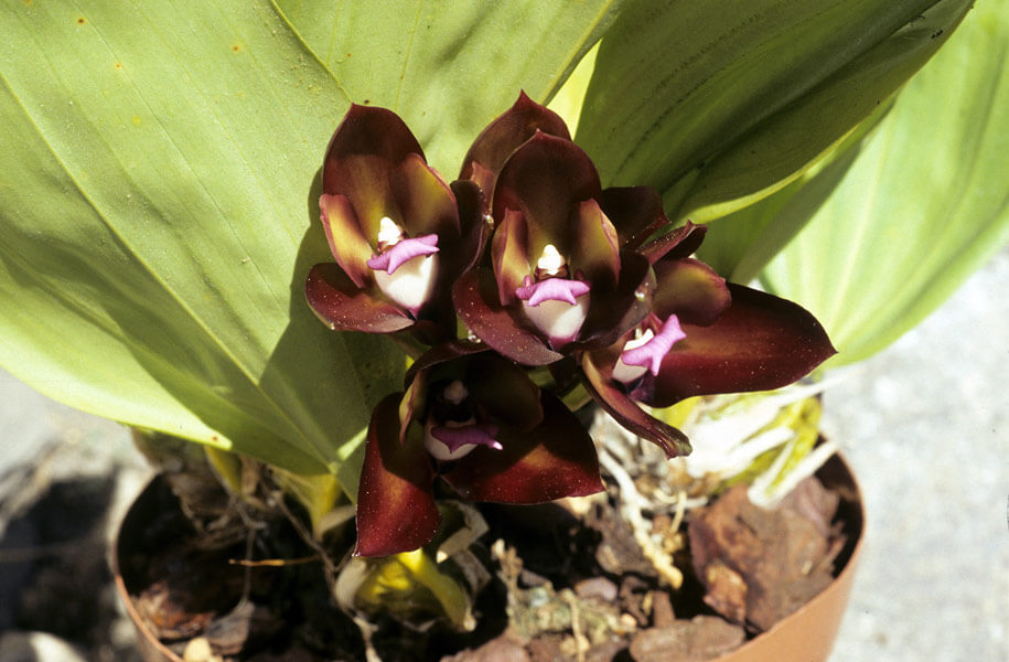 Орхидея Бифренария