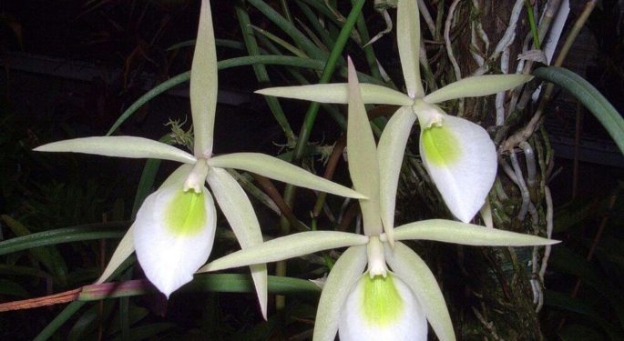 Орхидея Брассавола