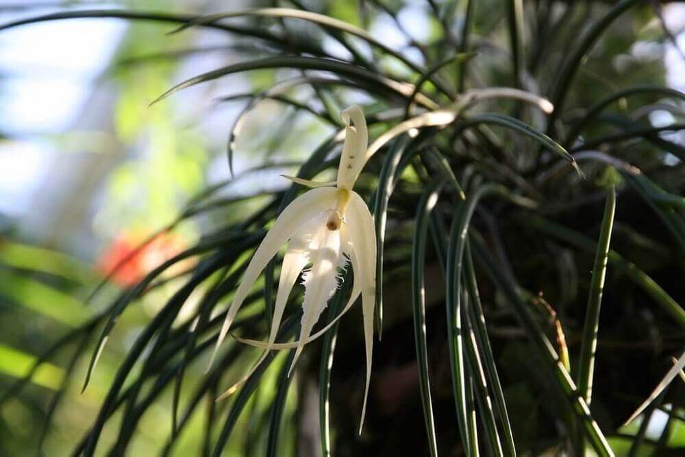 Орхидея Брассавола