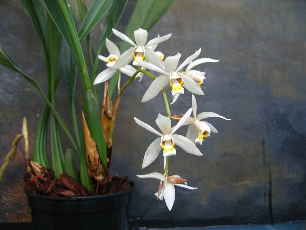 Орхидея Целогина