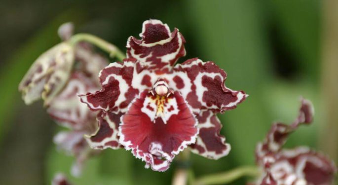 orhideya odontoglossym 1