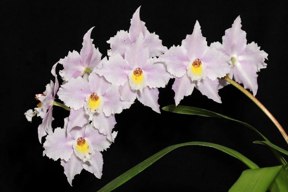Орхидея Одонтоглоссум