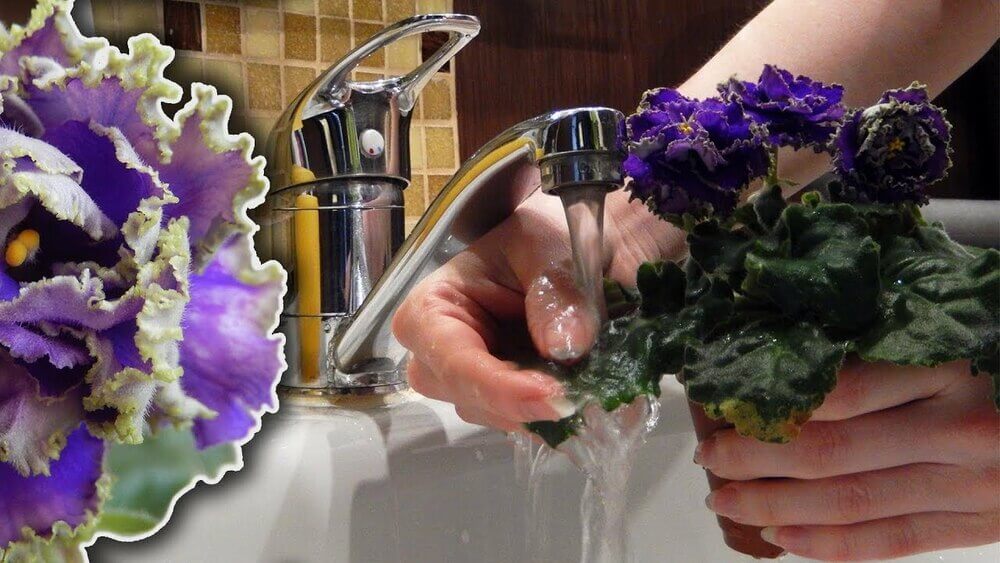 Как поливать фиалку для обильного цветения