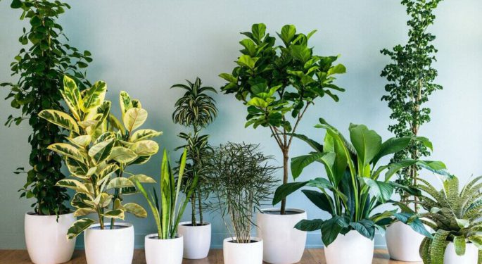 Яркий мир комнатных растений