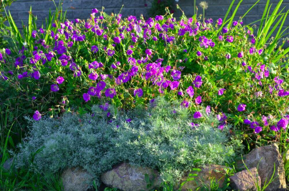 Душистые и ароматные цветы для сада