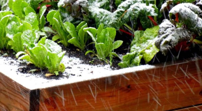 Оттепель в начале зимы: важные работы в саду и огороде