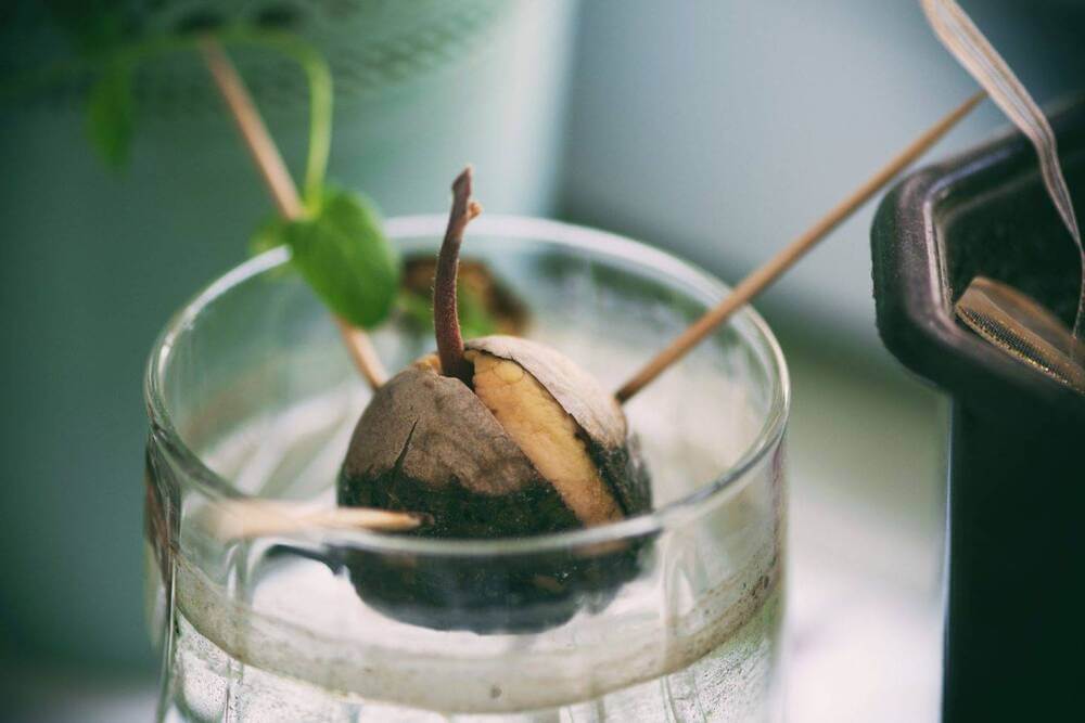 Секреты выращивания авокадо из косточки