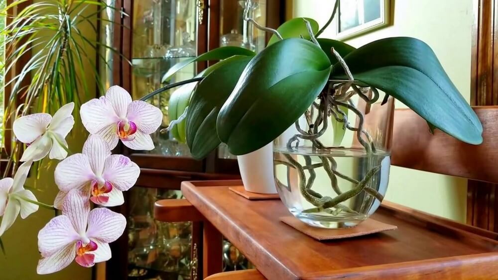 Как ухаживать за орхидеей-бабочкой после ее приобретения
