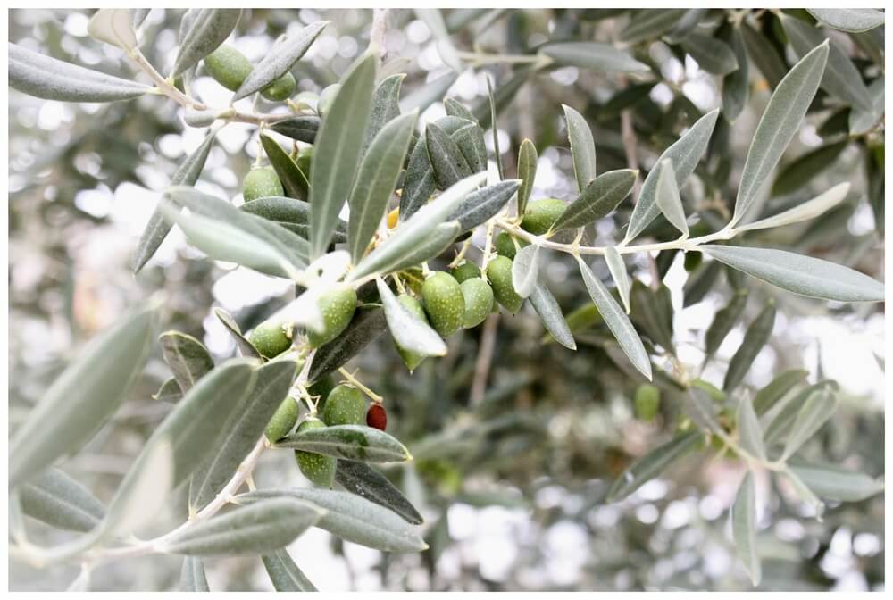 Трудности, возникающий во время зимовки оливковых деревьев