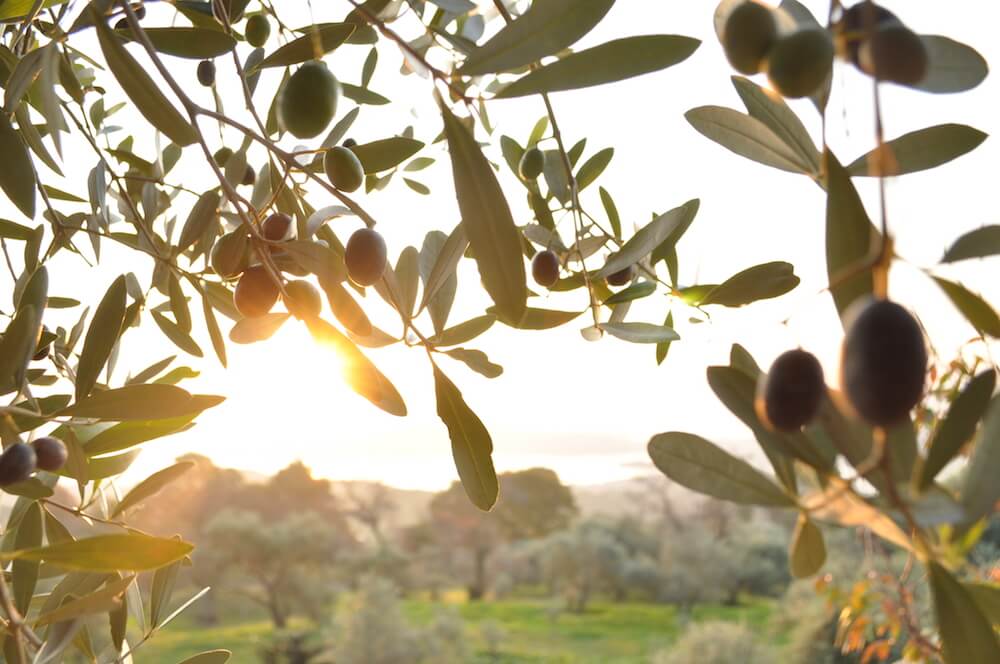 Трудности, возникающий во время зимовки оливковых деревьев