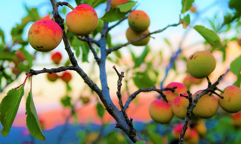 Ответы на частые вопросы о косточковых деревьях – сливе, алыче и абрикосе
