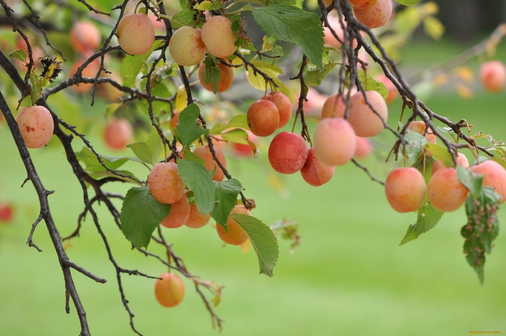 Ответы на частые вопросы о косточковых деревьях – сливе, алыче и абрикосе