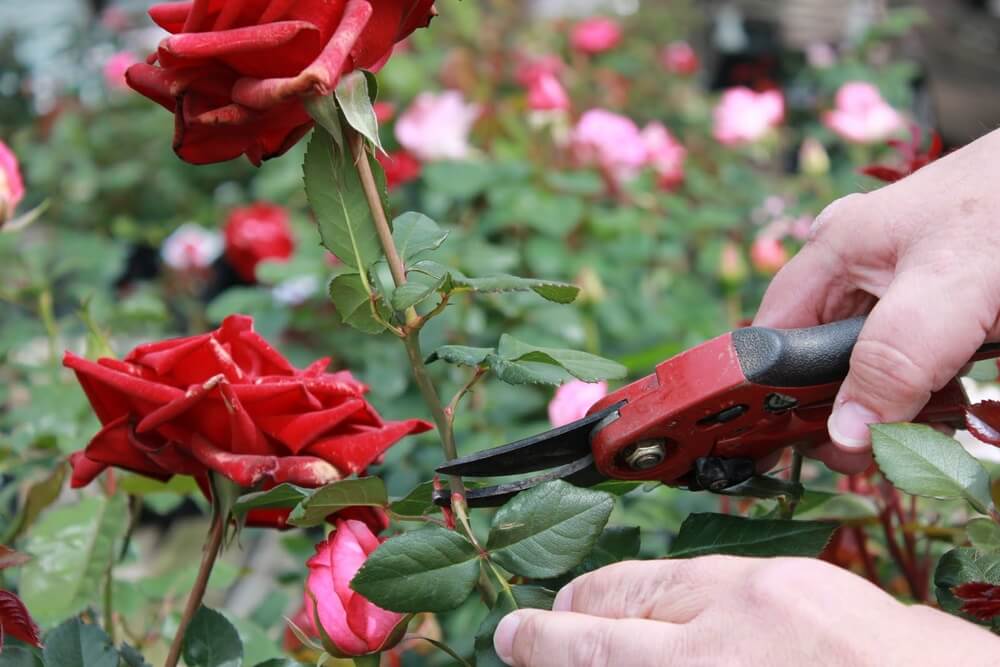 Как обрезать розы разных сортов