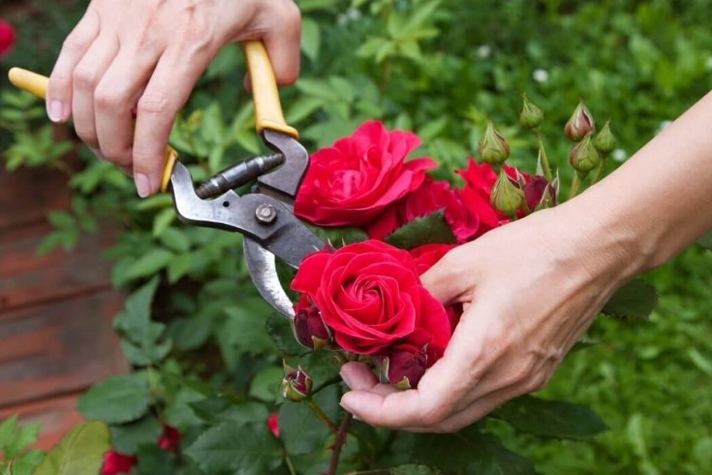 Как обрезать розы разных сортов