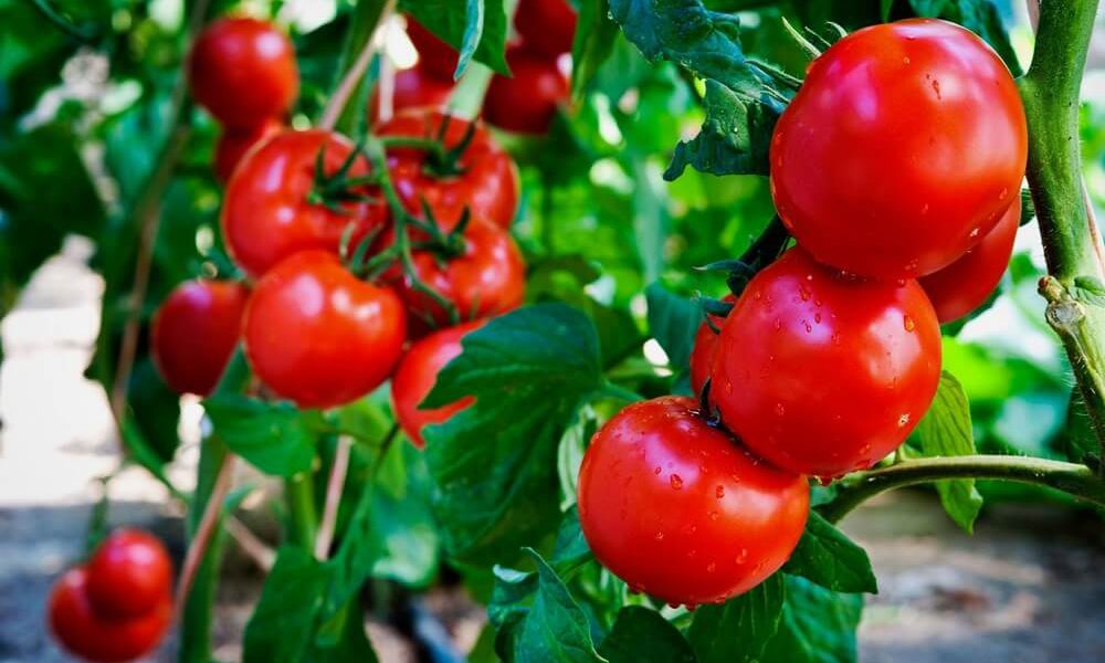 Когда сажать помидоры на рассаду в 2023 году