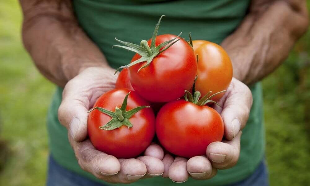 Секреты подкормки томатов