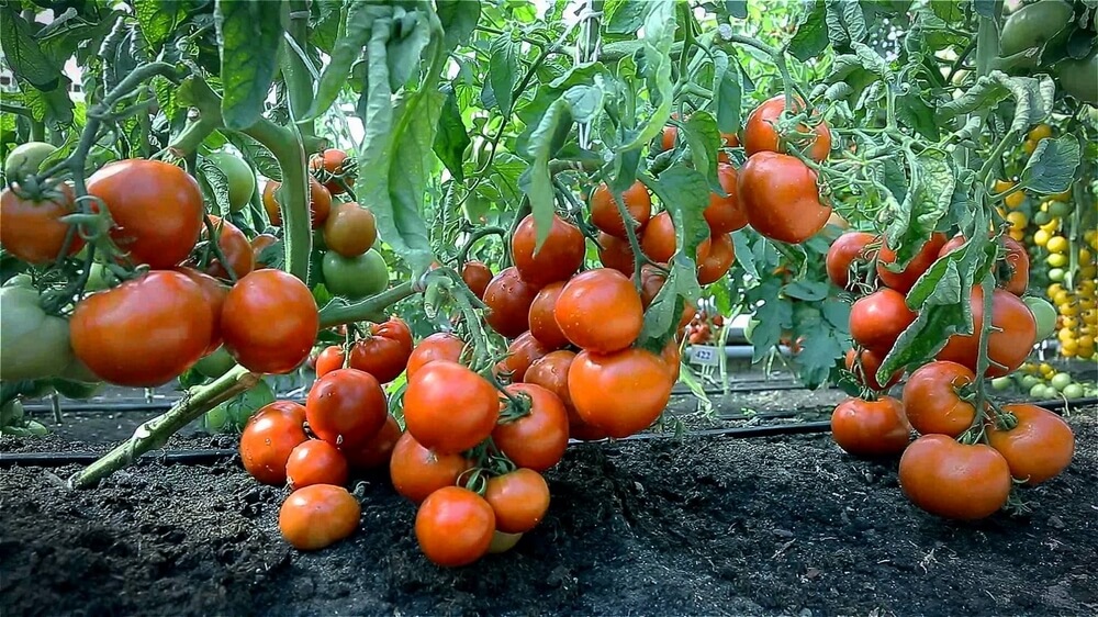 Секреты подкормки томатов
