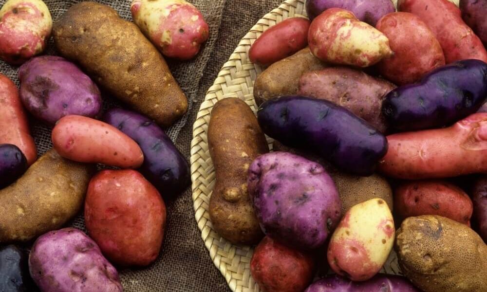 Зачем высаживать разные сорта картофеля