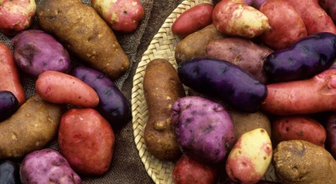 Зачем высаживать разные сорта картофеля